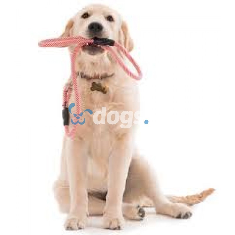 All dog training 
obedience training - image2