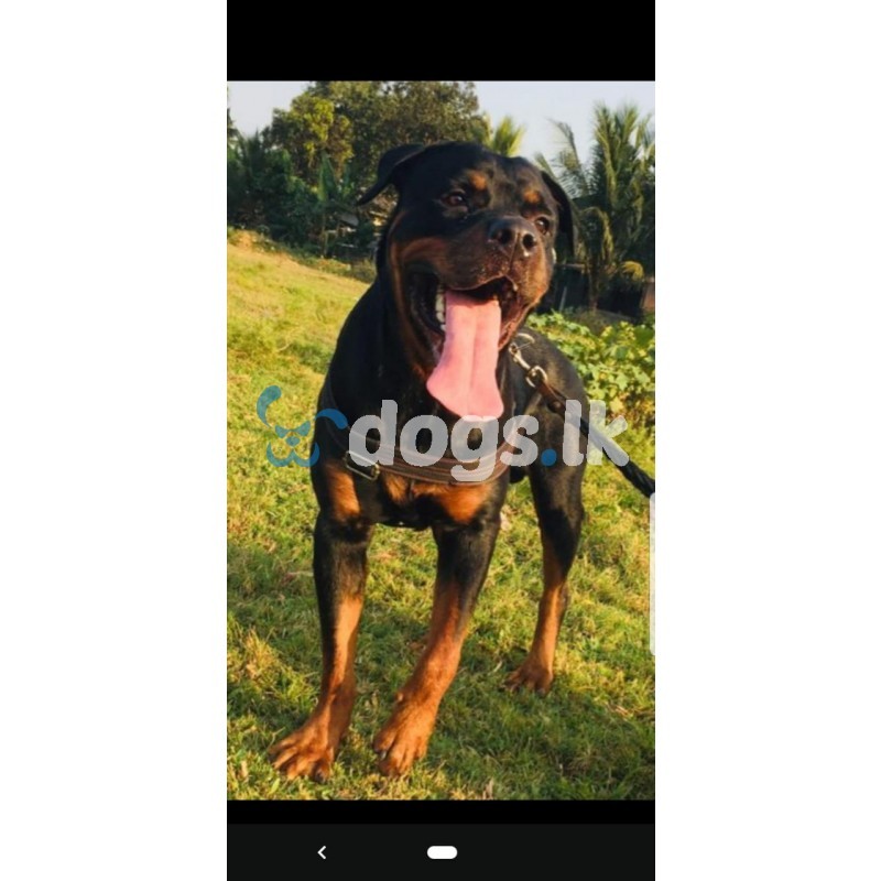 Rottweiler Puppies For Sale | DOGS.lk