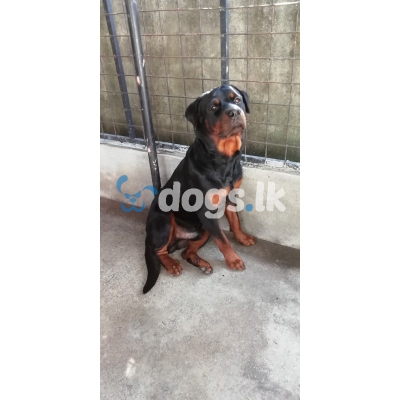 Rottweiler male for crossing | DOGS.lk